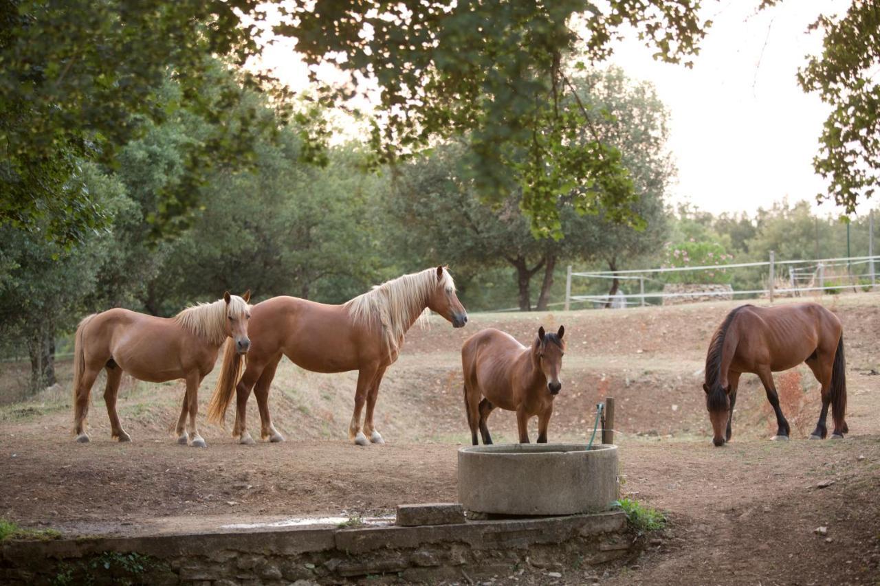 Agriturismo Podere Poggiarone Rapolano Terme Dış mekan fotoğraf